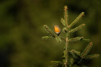 Cervenka obecna - Erithacus rubecula - European Robin o8508